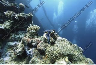 Photo Reference of Coral Sudan Undersea 0004